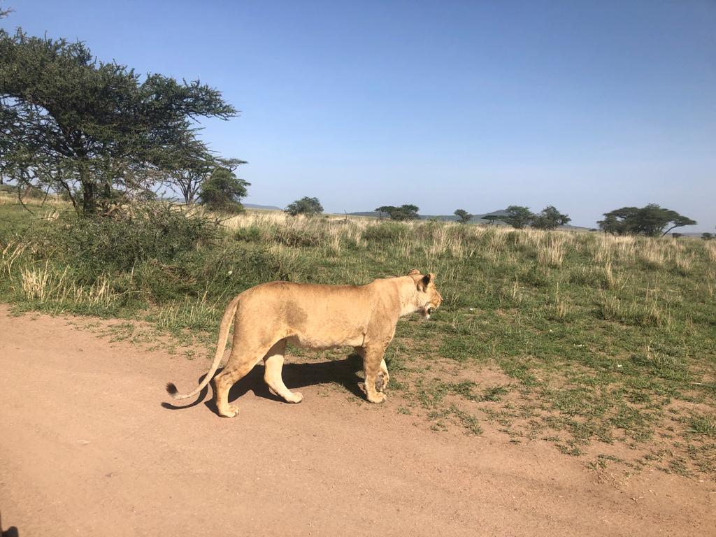 Lion near green horizon on safari